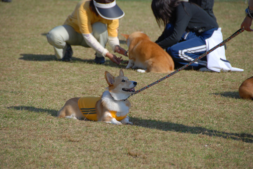 フセは得意なのだが
